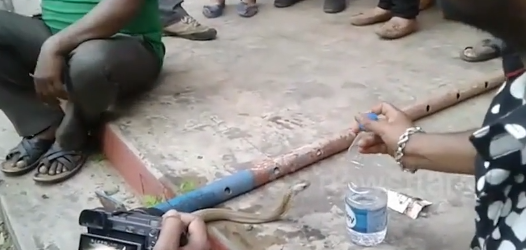 Cố chui vào ống sắt dài 1,8m, rắn hổ mang chúa nhận cái kết đắng